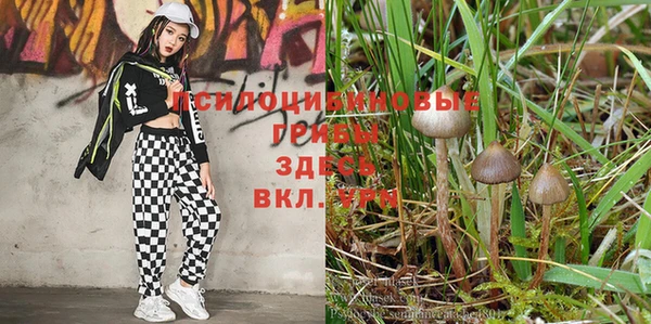 дурь Анива
