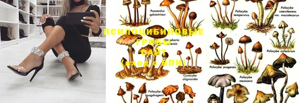 ПСИЛОЦИБИНОВЫЕ ГРИБЫ Апатиты